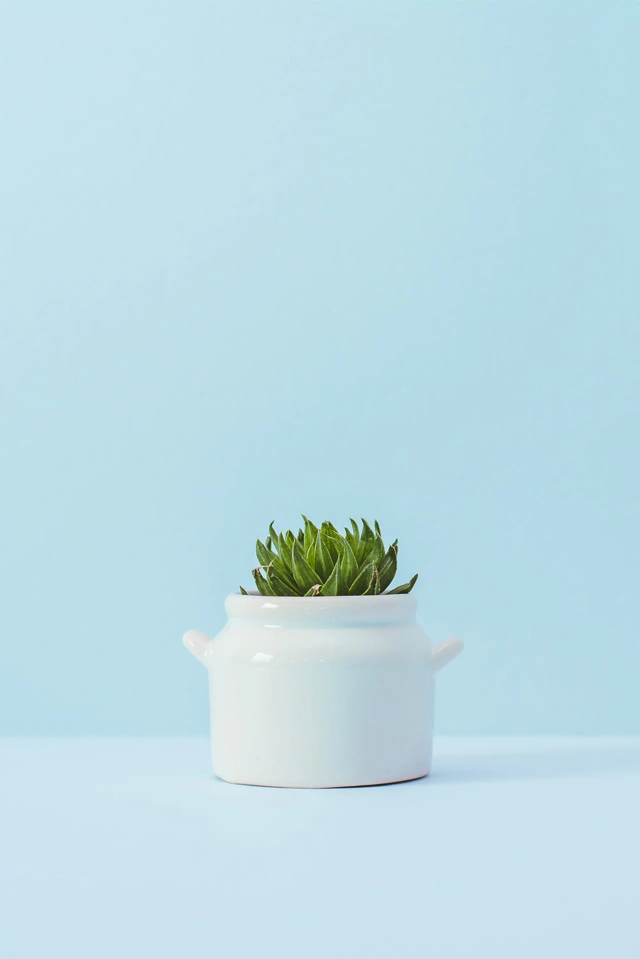 Succulent in a white pot in front of light blue background